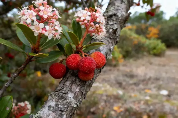 Fleurs blanches et fruits rouges sur branche d'arbre, en milieu naturel flou en arrière-plan.