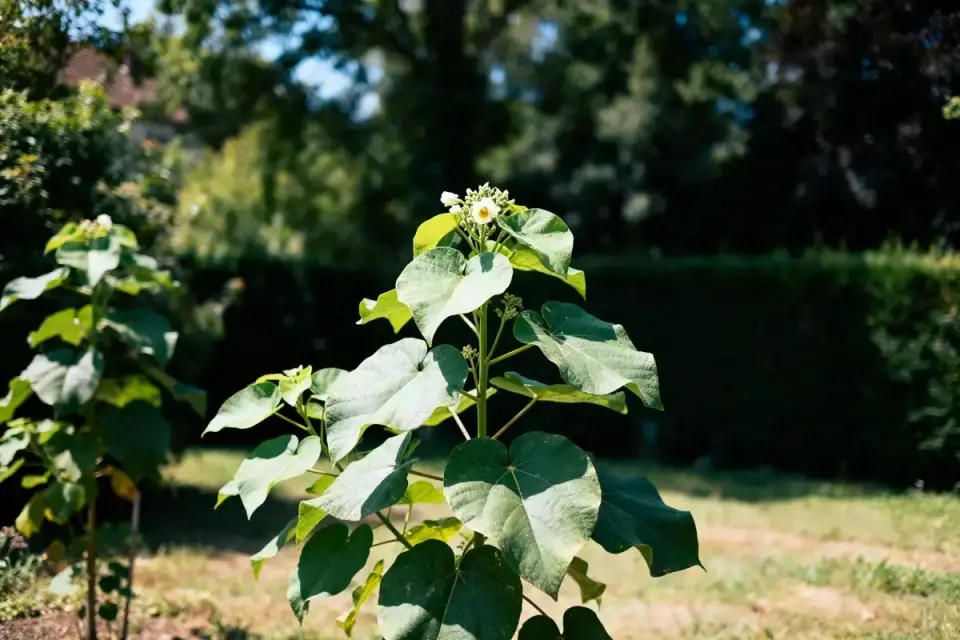Grande plante verte avec feuilles larges et petite fleur, dans un jardin ensoleillé.