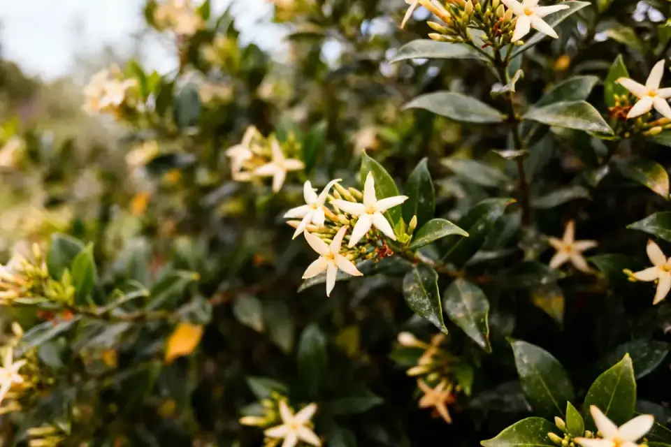 Fleurs blanches de choisya sur buisson verdoyant avec feuillage dense