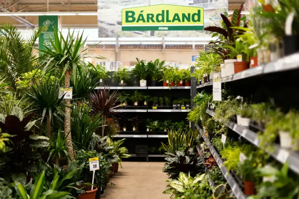 Rayon de plantes vertes en pot dans un magasin, avec enseigne "BárdLand" visible en haut.